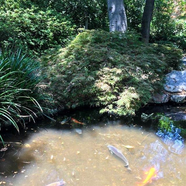 Koi pond at Descanso Gardens Botanical Garden