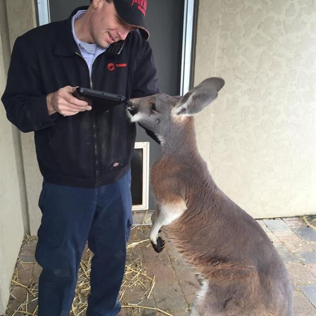 Our senior service tech playing with a kangaroo while working on his iPad and talking on the phone (he's a talented guy!)