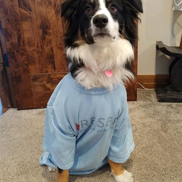 dog with t shirt on