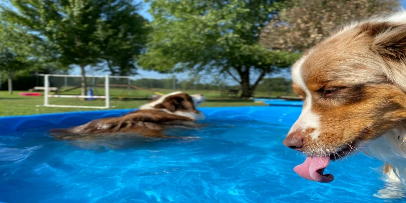 How to Keep Your Pet Cool During Hot Weather